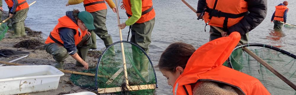4. kl. undersøger Limfjordens dyr på lavt vand foto Jens Bak Rasmussen