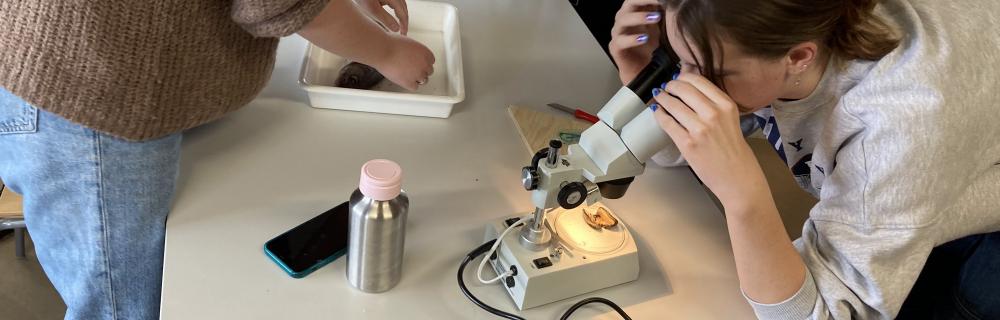 8. kl. pige undersøger mikroplast i blåmusling Fjordhuser / Egholm foto Jens Bak Rasmussen