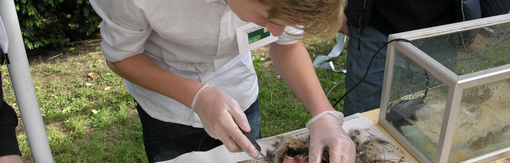 Studerende dissekerer en fasan på Naturvidenskabsfestival i Aalborg Zoo 