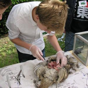 Studerende dissekerer en fasan på Naturvidenskabsfestival i Aalborg Zoo 